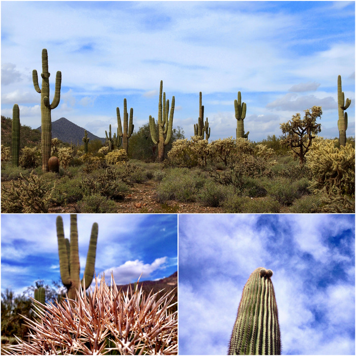 Usery mountain park