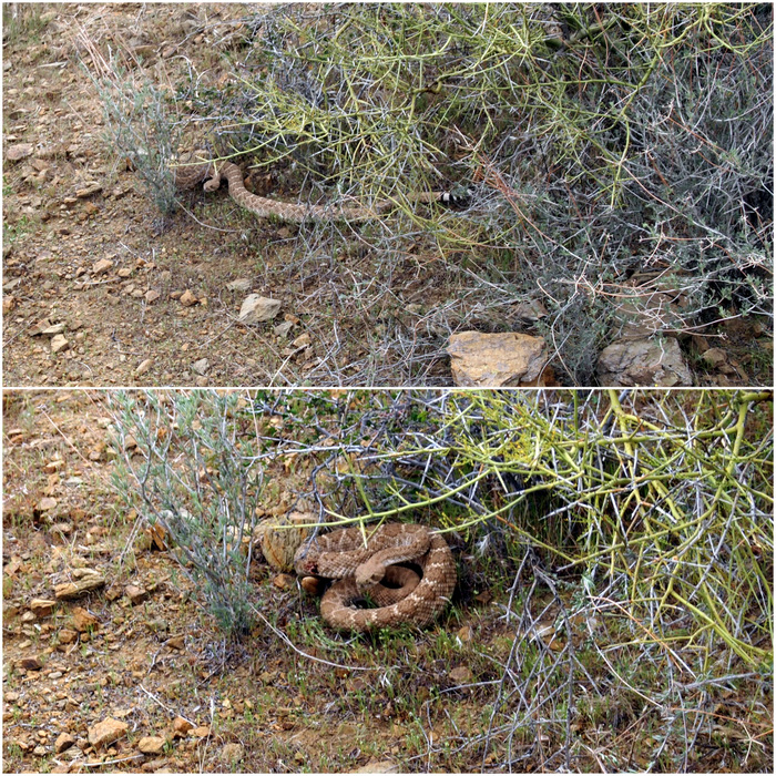 A Western Diamondback Rattlesnake posing pretty for us