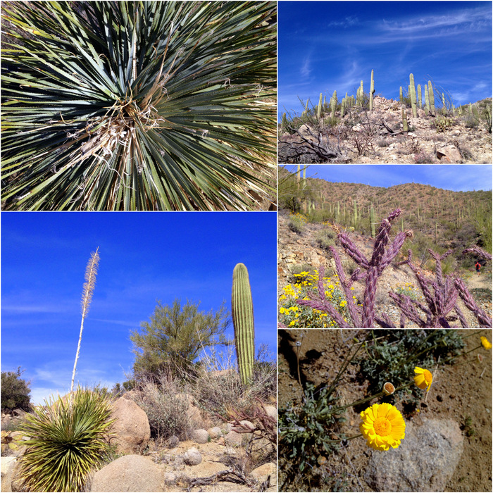 Yucca from the inside, Saguaros on a hillside, Purple stemmed Cholla, Desert Marigold flower, A very tall Yucca stalk