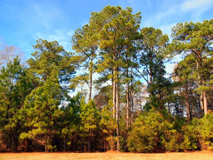 After the snow melted- what North Carolina should look like