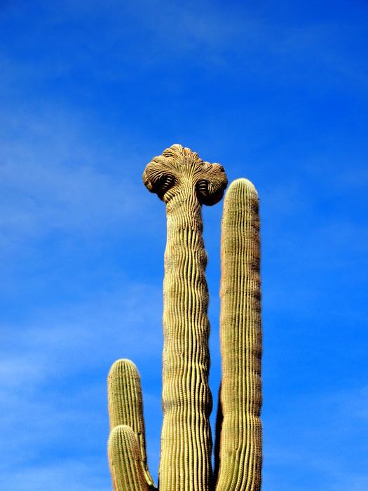 A close up of the crest