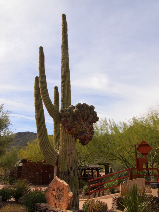 Crested Saguaro #2