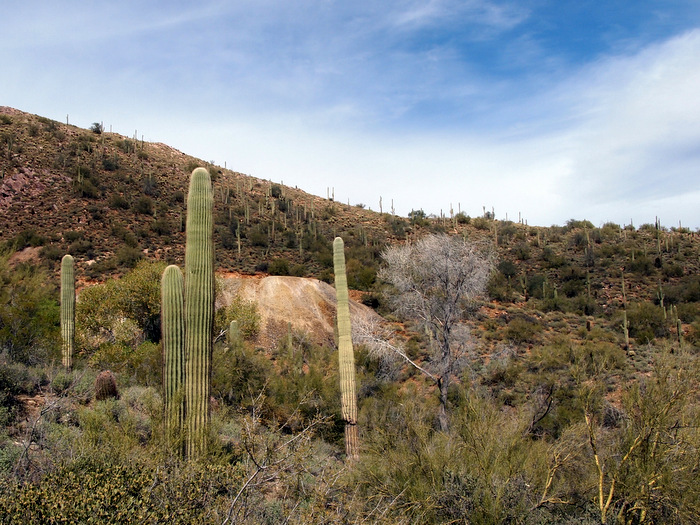 The Dixie Mine