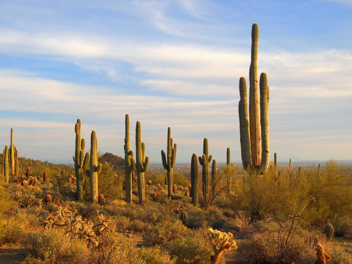 usery mountain park