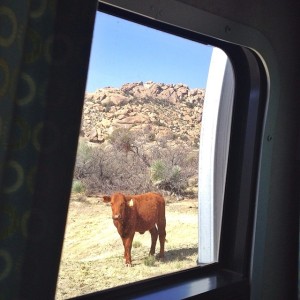 Visiting cattle