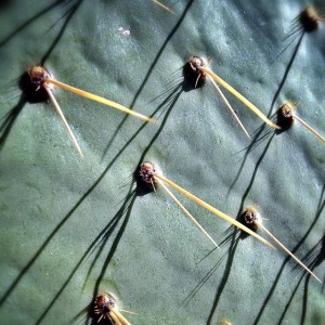 Prickly Pear Cactus