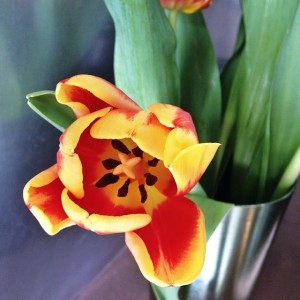 Tulips