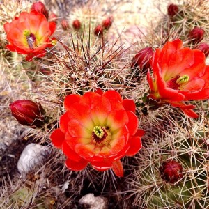 Cactus Flowers