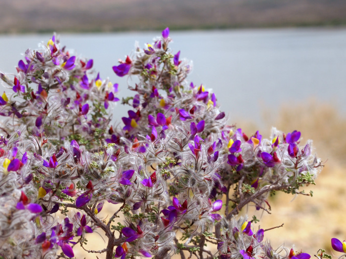 caballo lake state park