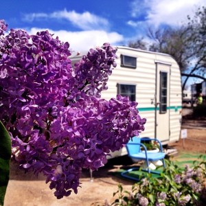 Lilacs + a vintage trailer