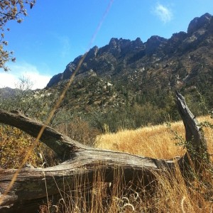 The Organ Mountains