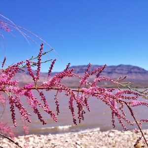 Caballo Lake State Park