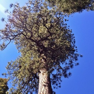 Ponderosa Pine