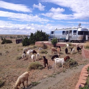 Lawn mowing goats