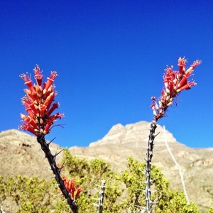 Ocotillo Flower