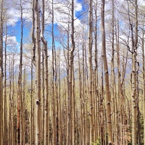 Aspen forest