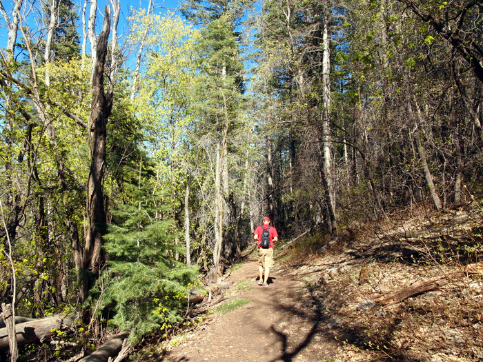 On the Osha Trail