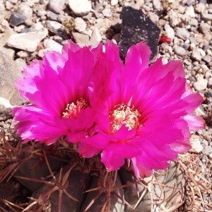 Cactus flower