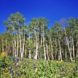 Trees & flowers