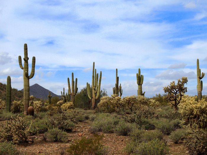 Usery Mountain Park