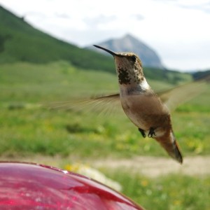 Hummingbird