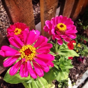 Zinnias