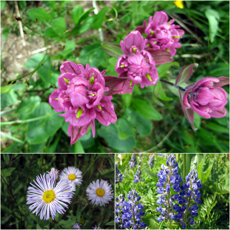 Crested Butte Wildflowers