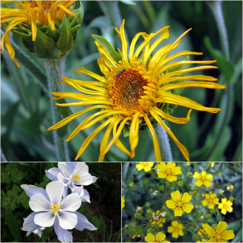 Crested Butte Wildflowers