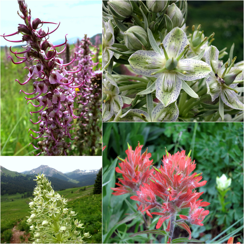 Crested Butte Wildflowers