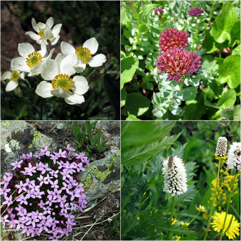 Crested Butte Wildflowers