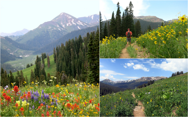 Crested Butte Wildflowers