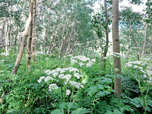 Crested Butte Wildflowers