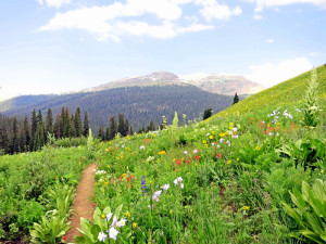 Crested Butte Wildflowers