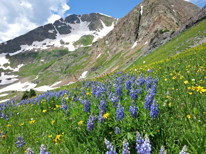 Crested Butte Wildflowers