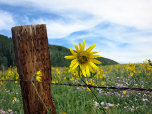 Crested Butte Wildflowers