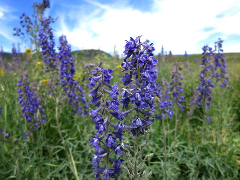 Crested Butte Wildflowers