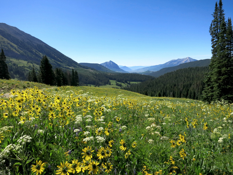 Crested Butte Wildflowers