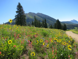 Crested Butte Wildflowers