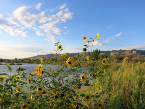 Colorado River State Park