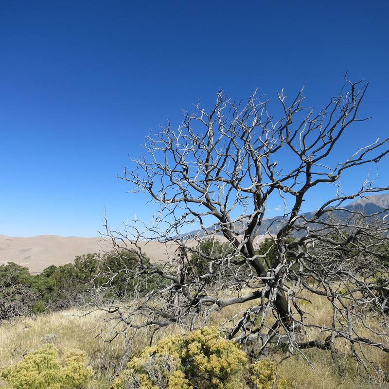 Pinon Flats Campground