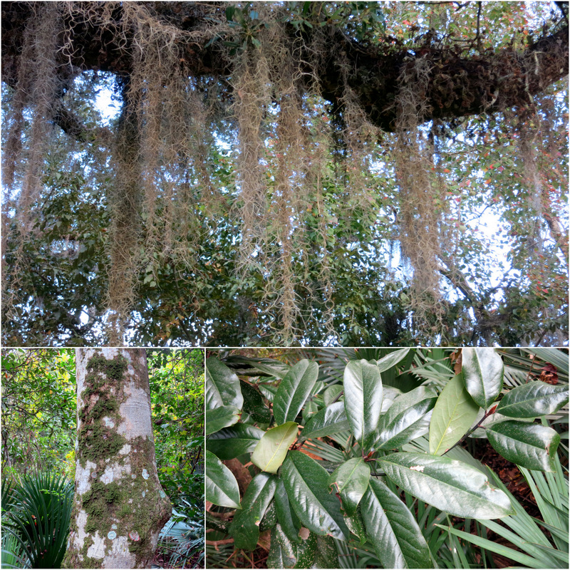 Palmetto Island State Park