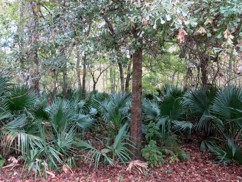 Palmetto Island State Park