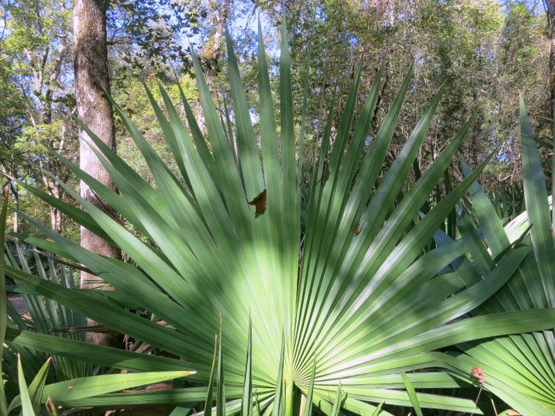 Palmetto Island State Park