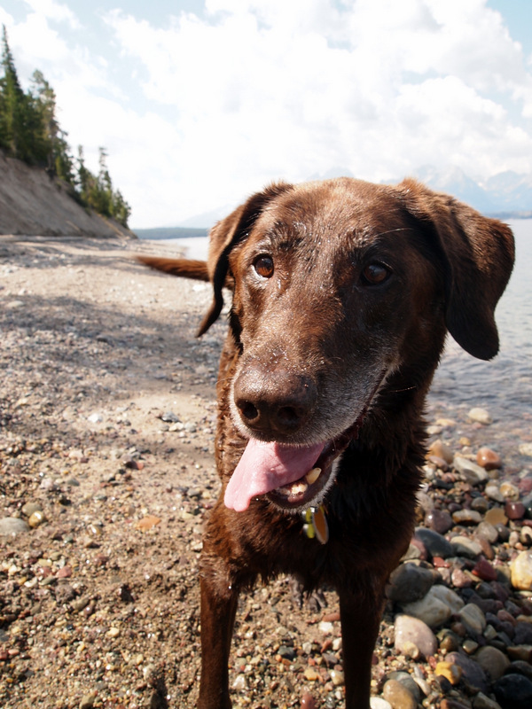 Traveling with a Canine Companion