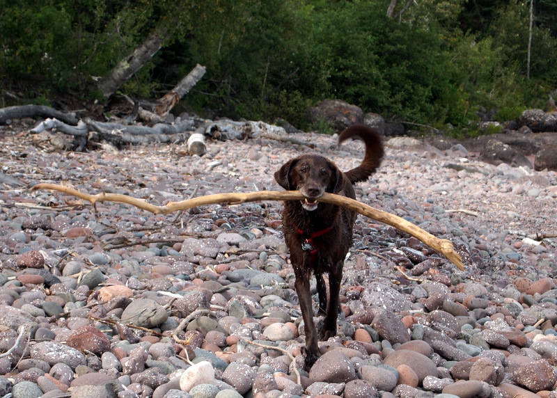 Traveling with a Canine Companion