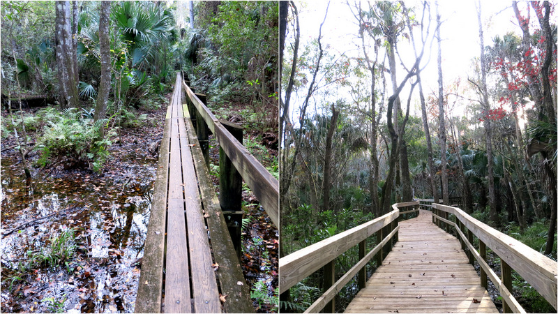 Highlands Hammock State Park