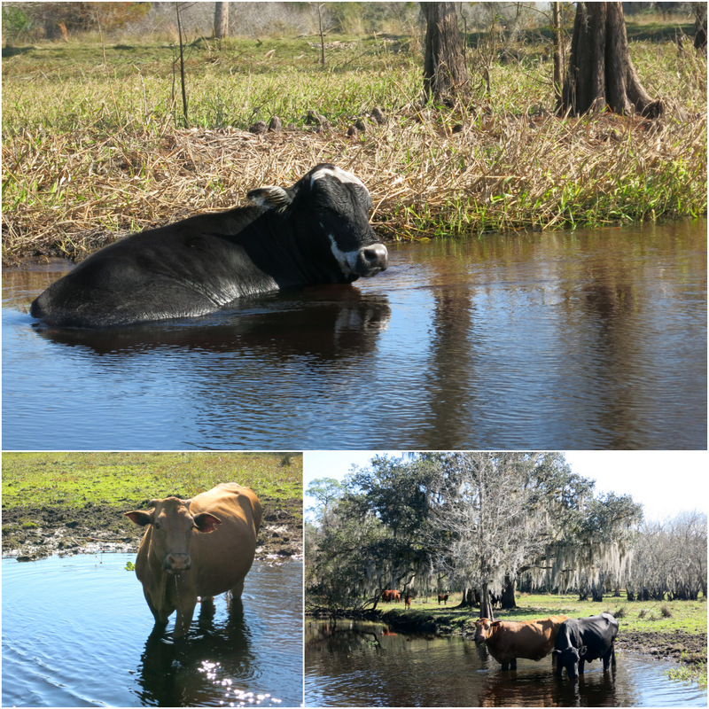 Airboat Adventure