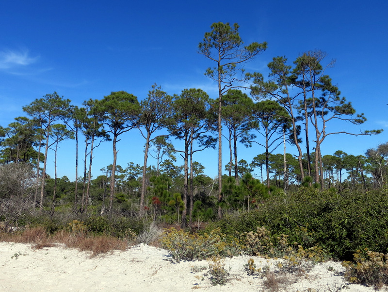 St. Andrews State Park