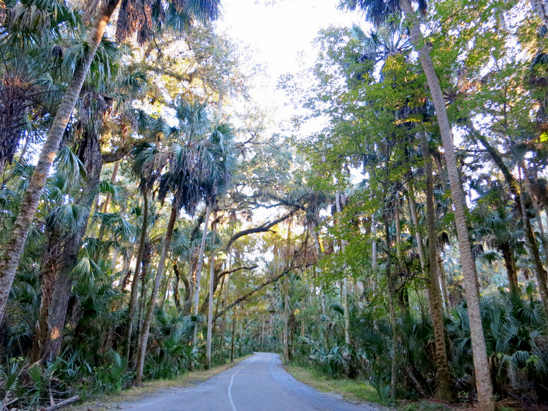 Highlands Hammock State Park