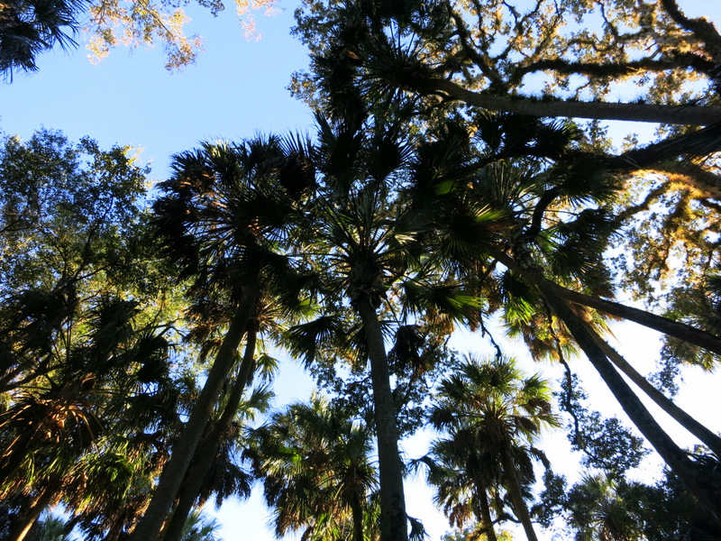 Highlands Hammock State Park